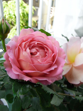 ontheroad65UK's profile picture. I still haven't found what I'm looking for.