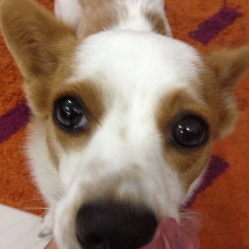 Perrita bella rescatada de Barrio Lindo. Amo a mis papas. Soy como ellos, un poco renegona y desordenada. Y como a mi papa, se me cae el pelo... Puchis aarf!!!
