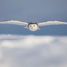 inteligenciamk's profile picture. 