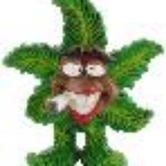 greenpowerpro1's profile picture. Dutch cannabis club. Nieuwe hemweg 4c 1013bg