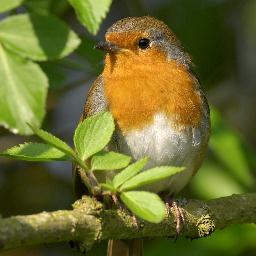 Luxury home-grown bird seed, direct from our farm in Hampshire. Free delivery on all bird food orders.