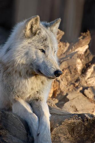 Fur-Ever Wild, an outdoor educational center that teaches people about North American Wildlife and how to get back in touch with Mother Nature. .