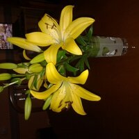 Rosa Serrano Serrano (@rosaserranoserr) 's Twitter Profile