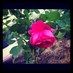 Latifa (@lllmmm300) Twitter profile photo