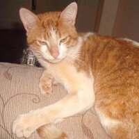 dirce maiesk (@dircemaiesk) 's Twitter Profile