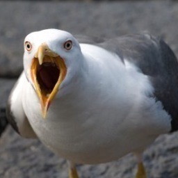 BathSeagull Profile Picture