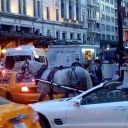 The Coalition to Ban Horse-Drawn Carriages seeks a ban on New York City's dangerous and inhumane horse-drawn carriage industry.