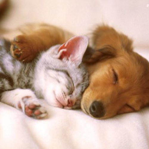 Puppysncats's profile picture. I follow back if u follow me Follow me if you love puppies & cats & rabbits !!! Like I do