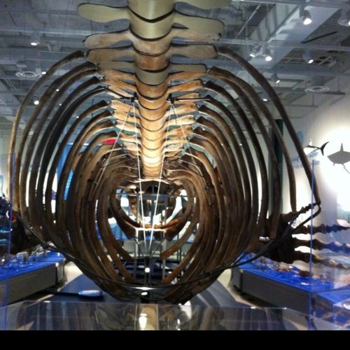 oceanloverinvan's profile picture. traveler, diver, conservation & environmentalist amateur and ocean lover