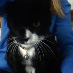 djruby1234's profile picture. hey im the amazingest cat ever i love ned widdowson the cat