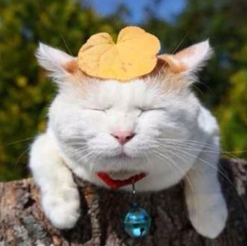 ichbinulla's profile picture. 