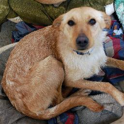 Somos un pequeño refugio de animales abandonados situado en Peñarroya-Pueblonuevo, en Córdoba.