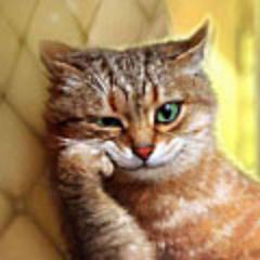 _darthpussy_'s profile picture. Присядь на краешек дивана. Внемли. Можешь конспектировать. Но помни! Этот тви оптимизирован для котов и кошечек!