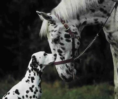 We are a pet sitting service on the outskirts of the Peak District.  20yr exp in pet services Also supporting animal causes across the UK