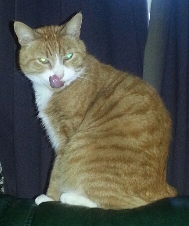Sjaak de rooie-je-weet-wel-kater(=^;^=) Woon samen met @Moos_vdroodt, @Catootjevdroodt @Cat_020 en @xJustSaar