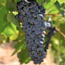 Exploring wine and culinary destinations across California and beyond. Musings about daily life in Los Angeles. Wine+Food+Art lover. Native Angeleno.