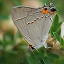 Lachlan Thomas - @Lachlanbyws - Twitter