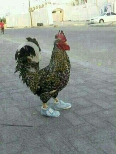 سبحان الله وبحمده  سبحان الله العضيم