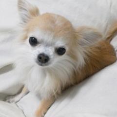 雄のクッキーと雌のポコです。小さい時からずっと一緒に一緒で10歳と9歳です。犬好き、チワワ好きな人、仲良くしてくれたら嬉しいです♪良かったら動画やアルバムも見てください。リツイート、相互フォロー大歓迎 (゜∀゜ )　