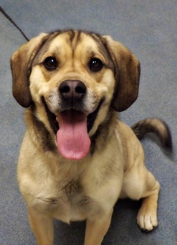 North Utah Vally Animal Shelter...
Utah County's Best Animal Shelter.