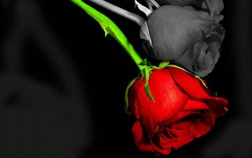 يارب اغرس في نبضات أمي راحة، وفي شفتيها إبتسامة ، وفي جسدها عافية ﻻ تفارقها أبداً. اللهم امين