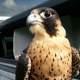 Falconry-based pest bird control serving agricultural, industrial and municipal clients in the western US.