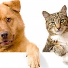 VetBills's profile picture. How much per year are the Vet Costs. How can you bypass Vet Bills. All these information can be found right here on this website about Vet Bills. So stay tuned!