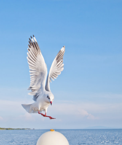 aa_qaisy's profile picture. لا اله الا انت سبحانك اني كنت من الظالمين