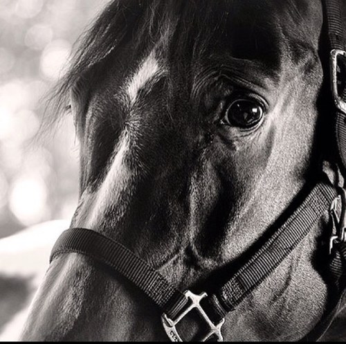 The clueless equestrian boyfriend of @the_eq_queen.