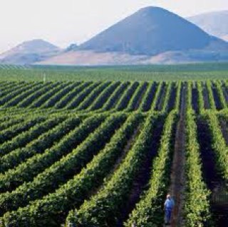 GrapeTimes2012's profile picture. Tweeting cool wine facts from around the country.  I love wine, but then again, who doesn't?!