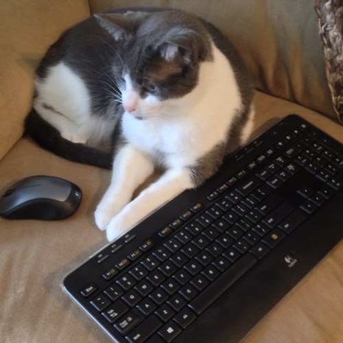 joshwiegmann's profile picture. i dunno, really