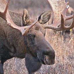 I tweet things about moose that you never knew.