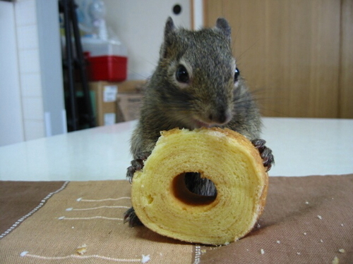ｳﾞｨｼﾞｭｱﾙ系、お笑い、読物、動物、料理を偏りつつも好いている人間です。小さなもの、丸いもの、透き通ったものを異常な程愛でる癖がある。色々とムラがある性質。ﾁﾜﾜは最強だと思っている。