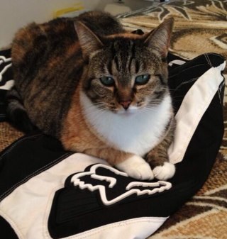 I'm a cat, duh.
