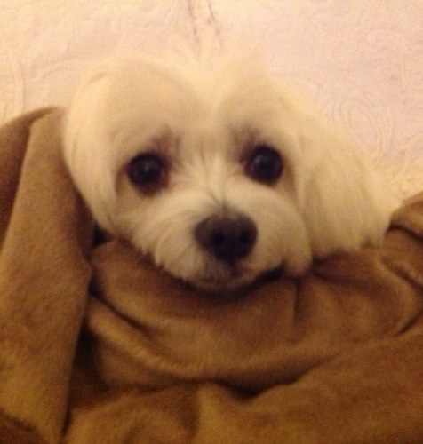 zabizo's profile picture. とりあえずアメリカ生活長いです。