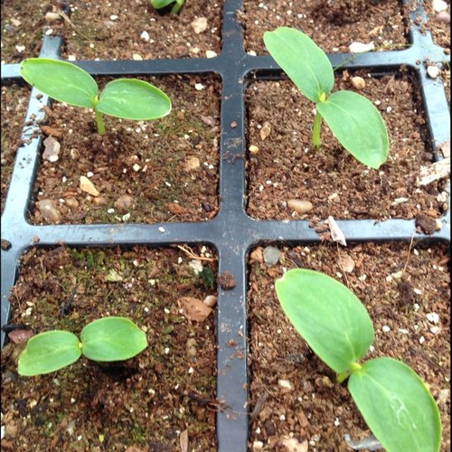 AjAllotment's profile picture. 