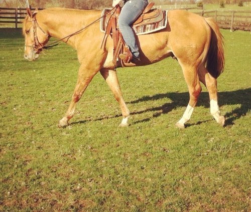 #teamAPHA  , show paint and local open shows, love my gelding 3