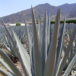 A site dedicated to the production, culture, history, and traditions associated with Mezcal, Tequila, Racialla, Bacanora, Sikua, Destilados de Agave, & Pulque!