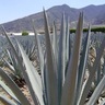 MuchoAgave's profile picture. A site dedicated to the production, culture, history, and traditions associated with Mezcal, Tequila, Racialla, Bacanora, Sikua, Destilados de Agave, & Pulque!