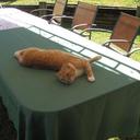 Robyn Madden - @ChocSoldier52 - Twitter