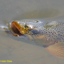 Jeff Glass - @fishiok - Twitter