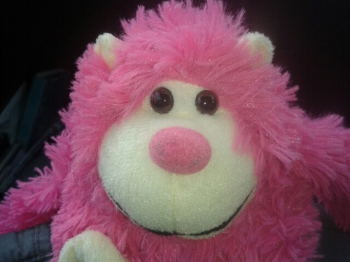 abicrainey's profile picture. I am really funny I love pandas but I like monkeys to I like any type of sweet and my favourite band is 1d