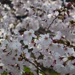 kodasumako's profile picture. パソコン教室に通って多くの事を教えてもらいましたが、九月で卒業しました。まだまだ分からない事が多いけど、考え学び思い出して楽しみながらし勉強しています。