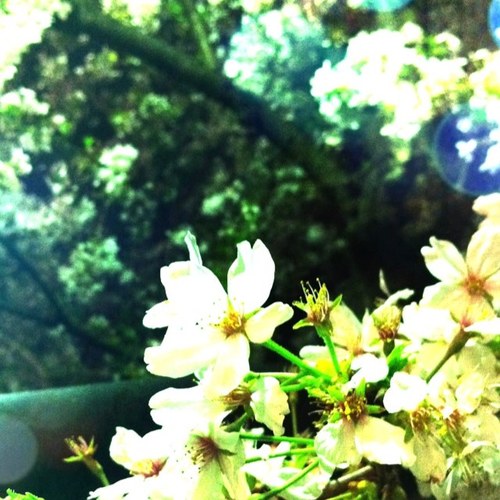 shiori_berry26's profile picture. 