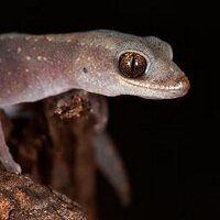 Dave Wong (@photoecologist) 's Twitter Profile