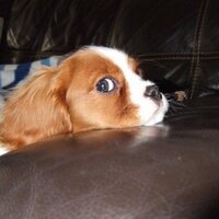 jaspa !!! (@jasperfluffy) 's Twitter Profile