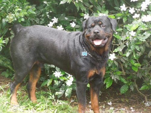 Rottweilers my Daughter, Mother,wife,family Animals & Motorrad BMW are my whole life.