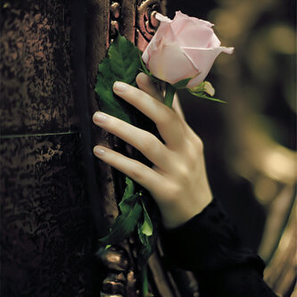 tuliprose26 Profile Picture