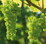 vins_alsace's profile picture. 