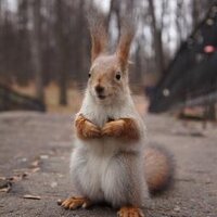 Test User (@ustester) 's Twitter Profile